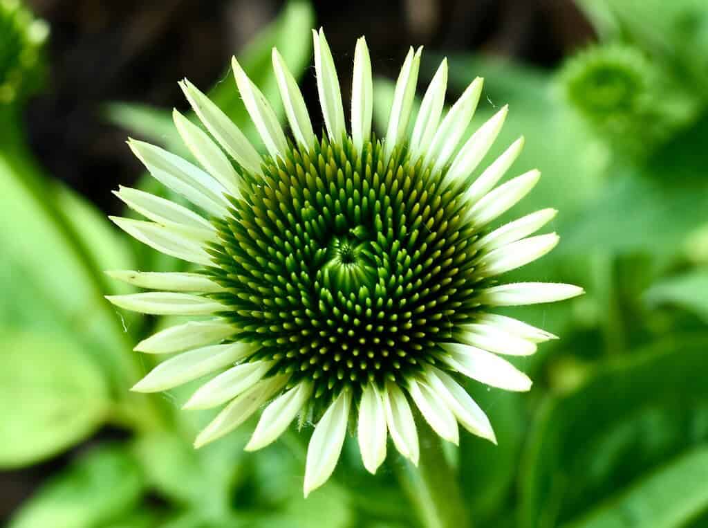 a green coneflower (Echinacea purpurea ‘Green Jewel’ or similar cultivar) in full bloom