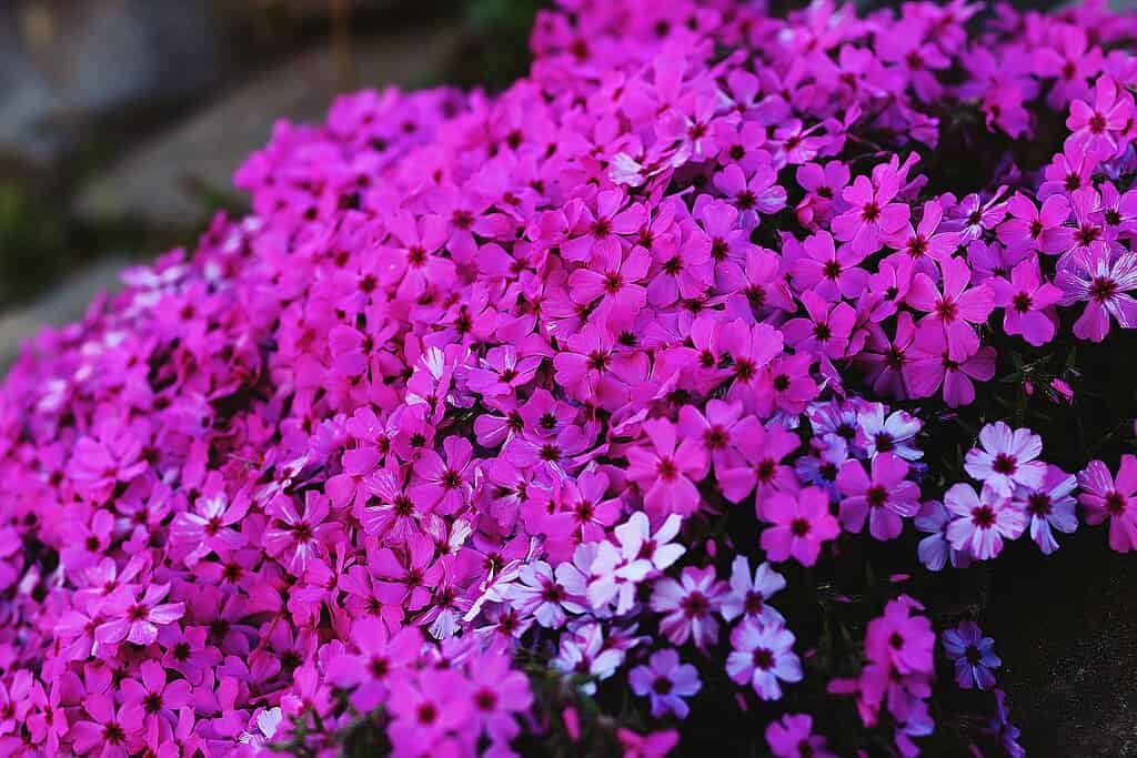 a dense carpet of blooming Phlox subulata (creeping phlox) cascading over a rocky garden bed.