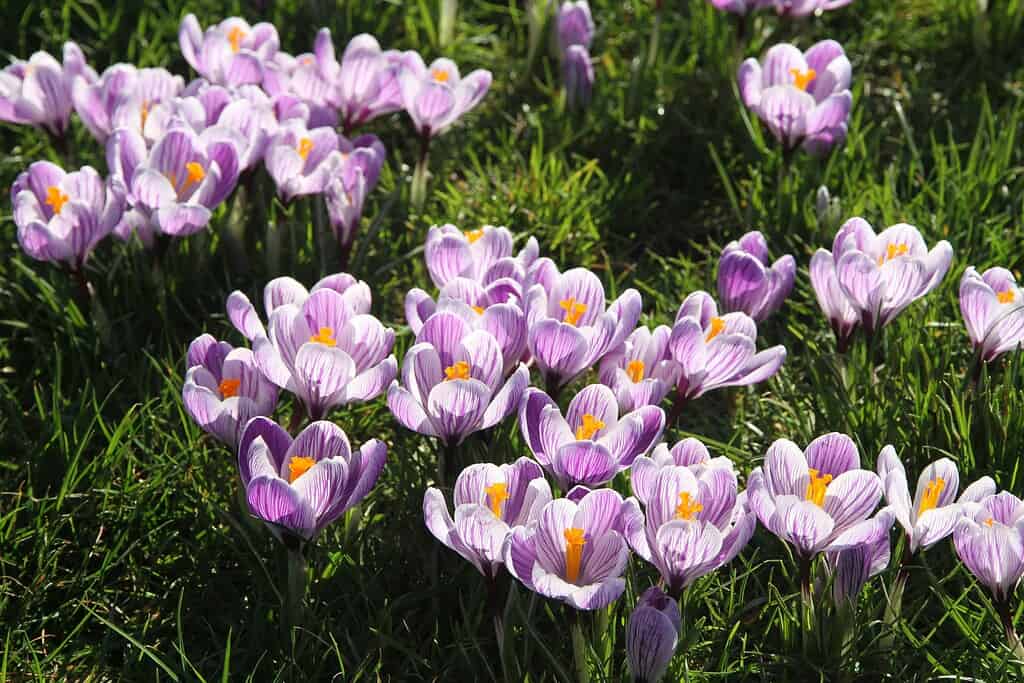 a blooming field of striped crocus flowers in early spring