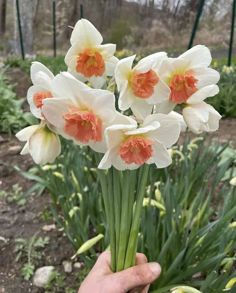 a hand holding a freshly picked bouquet of Narcissus flowers, specifically the white-petaled daffodils with prominent coral-pink trumpet-shaped coronas