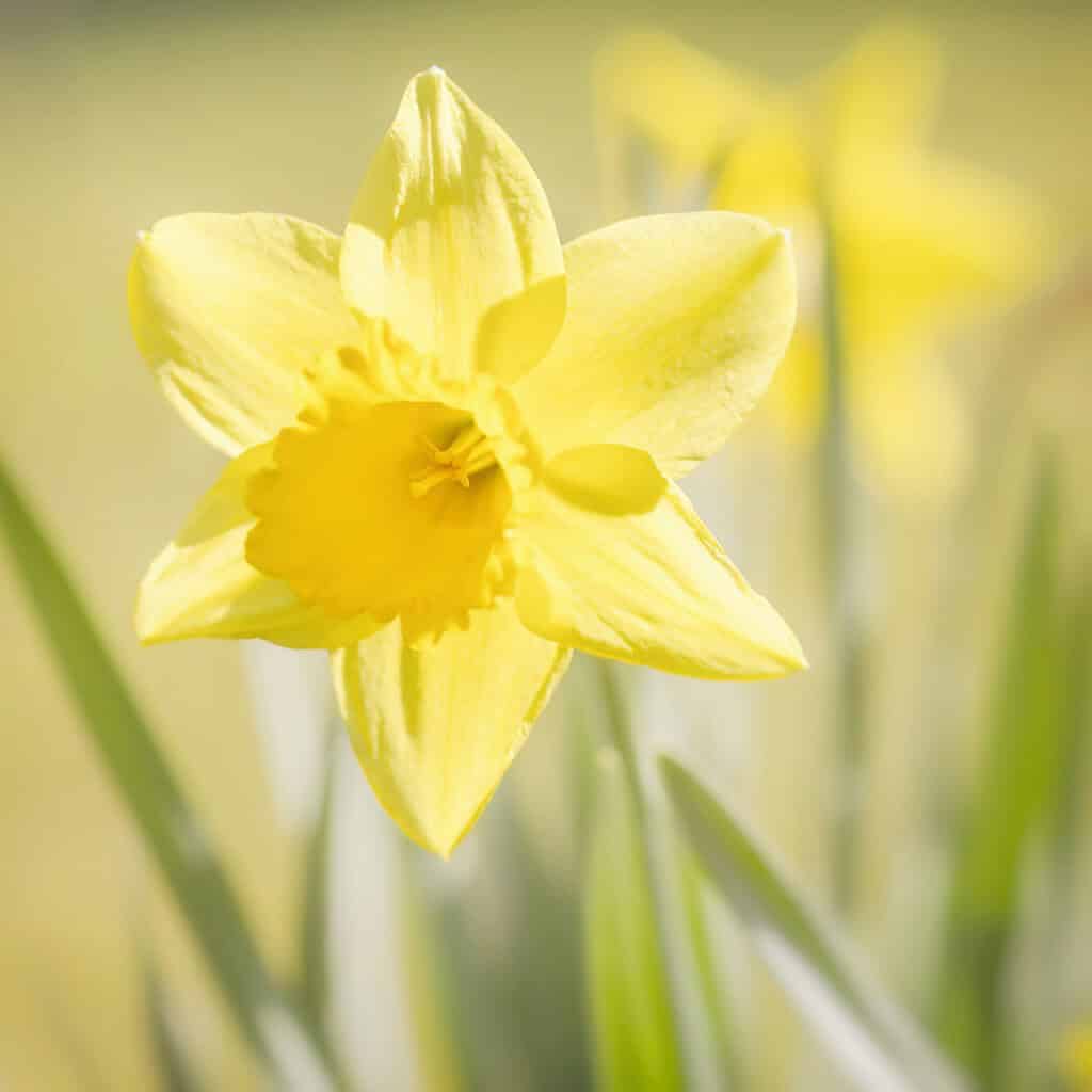 a single vibrant yellow daffodil in full bloom, set against a softly blurred springtime background.