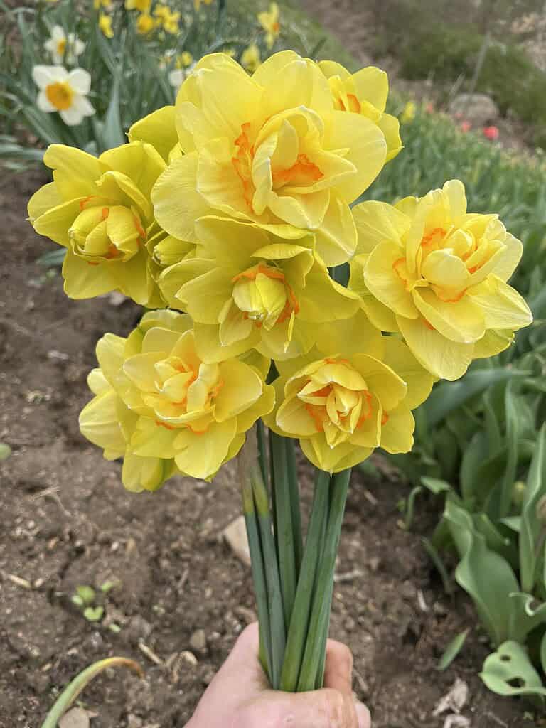 a hand holding a freshly picked bouquet of vibrant double daffodils (Narcissus)