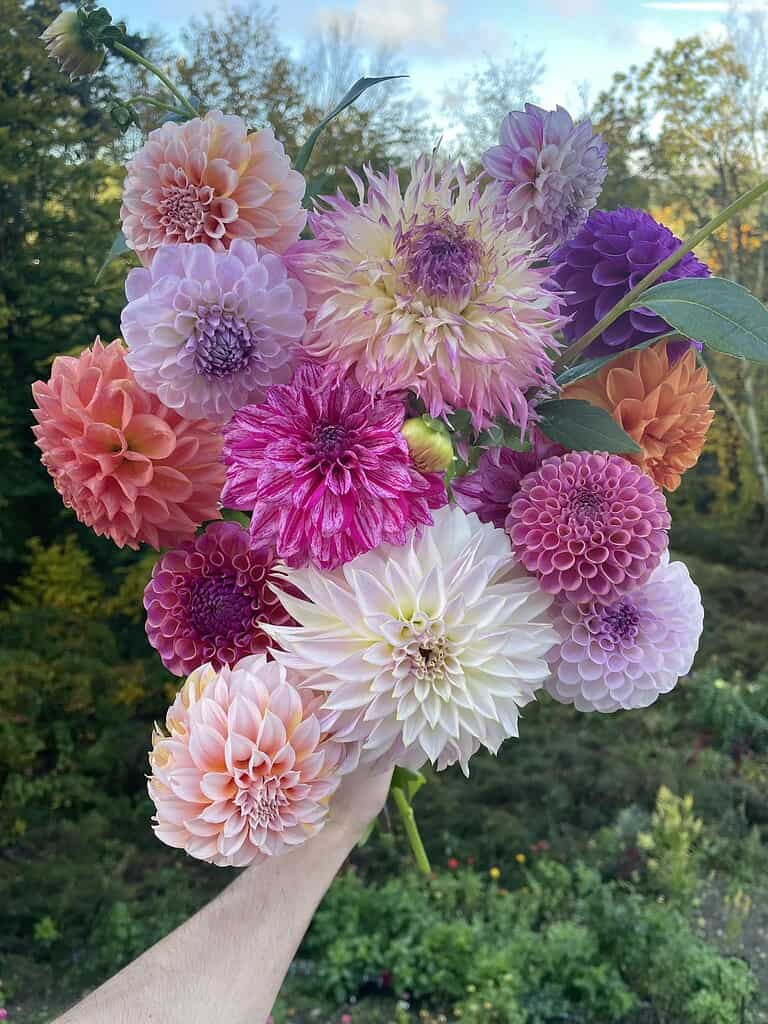 a hand holding a freshly picked bouquet of assorted dahlias in full bloom, captured outdoors during golden hour in a lush, wooded setting.