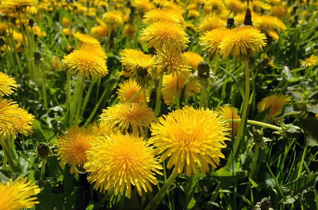 a dense field of bright yellow dandelions in full bloom