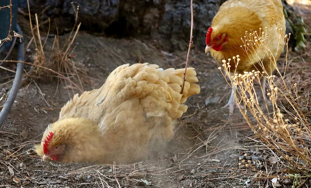 hen engaging in a dust bath, its feathers fluffed and wings slightly outstretched, nestled into a dry patch of earth