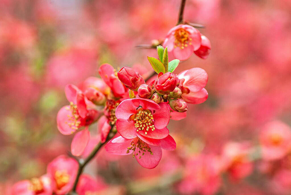 vibrant flowering quince blossoms (Chaenomeles speciosa) in peak spring bloom
