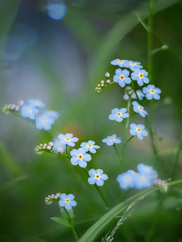 blooming Myosotis (Forget-Me-Not) flowers in a natural, dewy meadow setting