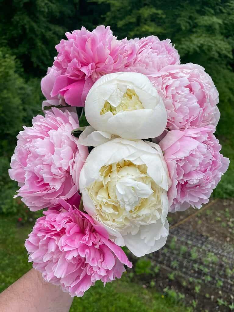 a freshly picked bouquet of blooming peonies being held in one hand against a lush outdoor garden backdrop