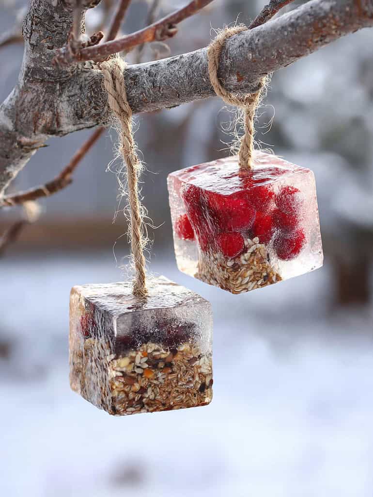 two handmade frozen bird feeders hanging from the branch of a leafless tree. 