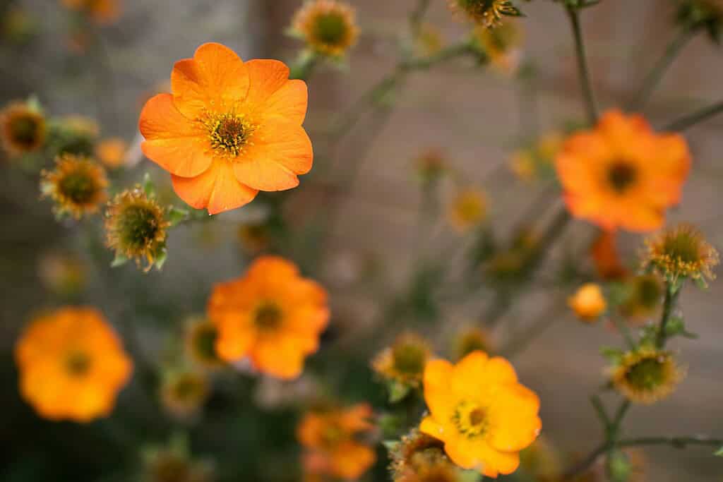 orange Geum flowers (Geum coccineum) blooming in a soft, sunlit garden environment