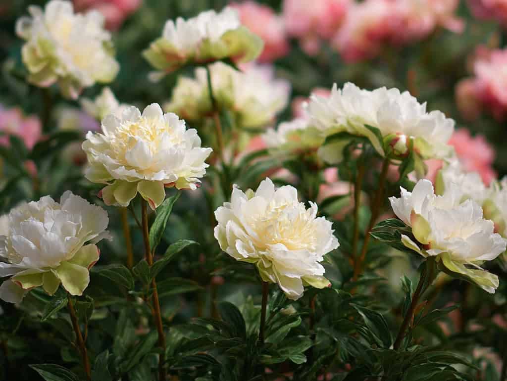 a flourishing garden bed filled with white and green-tinted peonies in full bloom