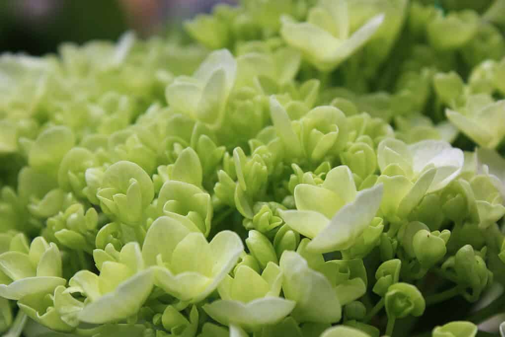 a cluster of pale green hydrangea flowers in full bloom