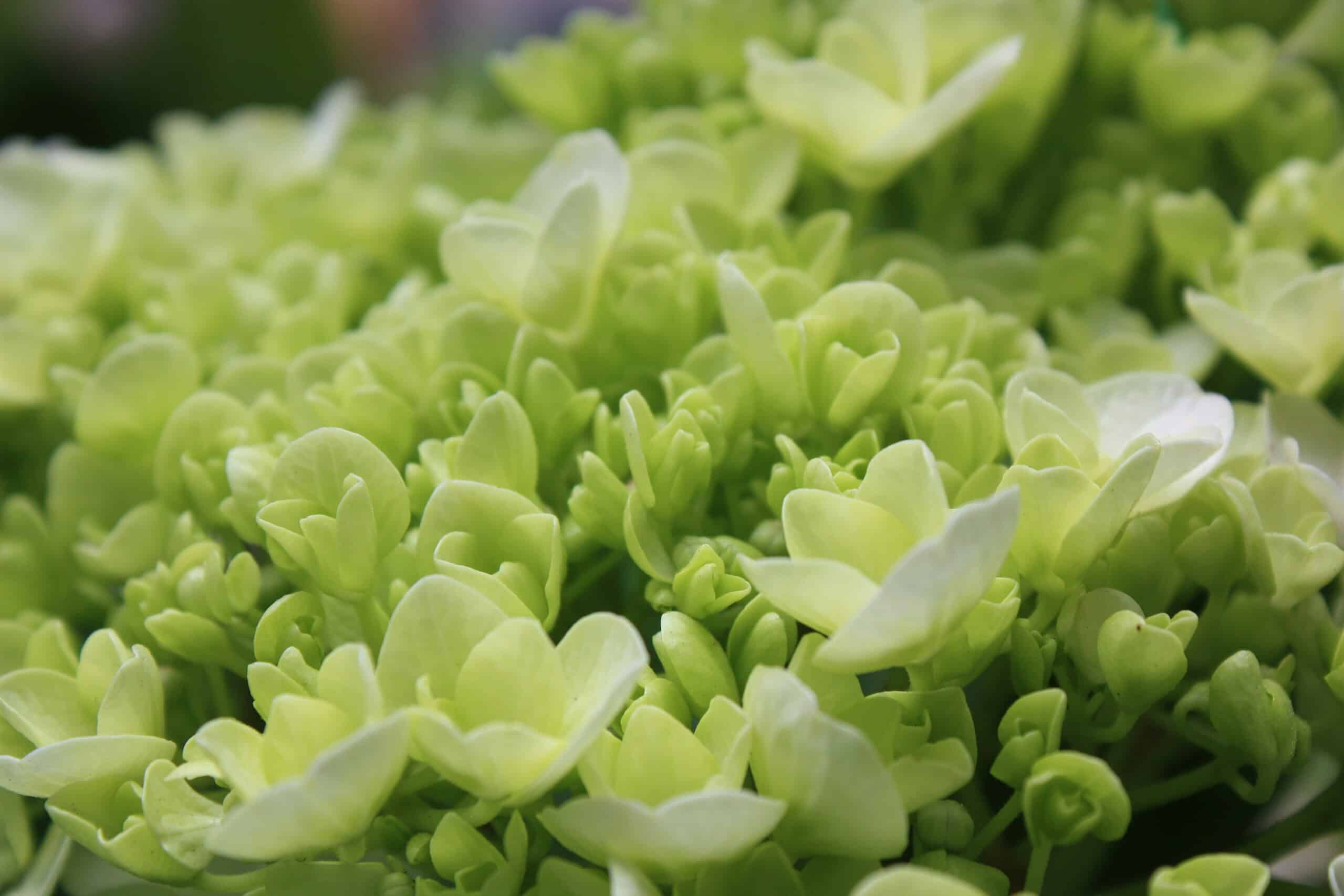 a cluster of pale green hydrangea flowers in full bloom