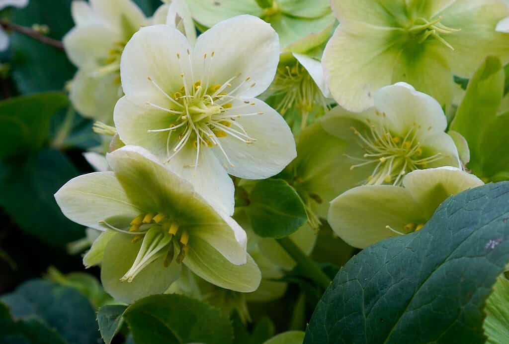macro image of pale green Helleborus flowers (commonly known as hellebores or Lenten roses) in full bloom