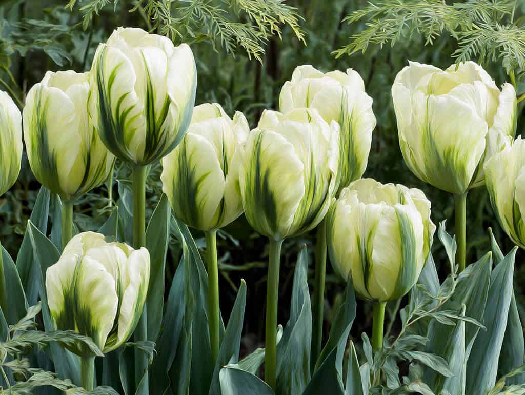 a vibrant spring garden filled with Tulipa 'Spring Green' tulips. 