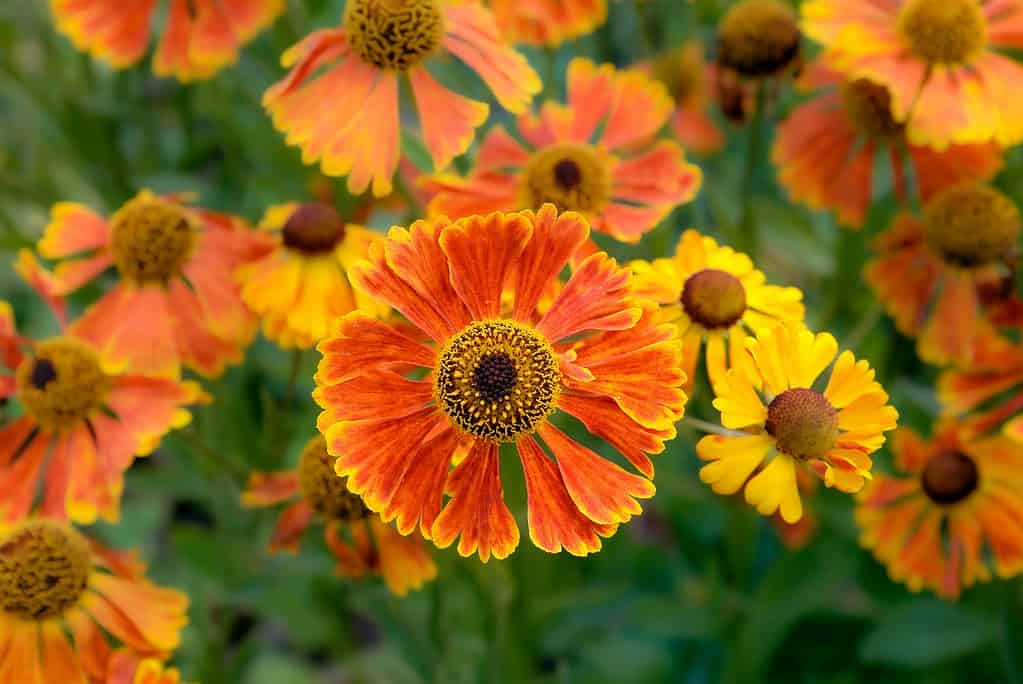 blooming Helenium flowers (commonly known as sneezeweed), showcasing a vibrant cluster of daisy-like blooms in vivid shades of burnt orange