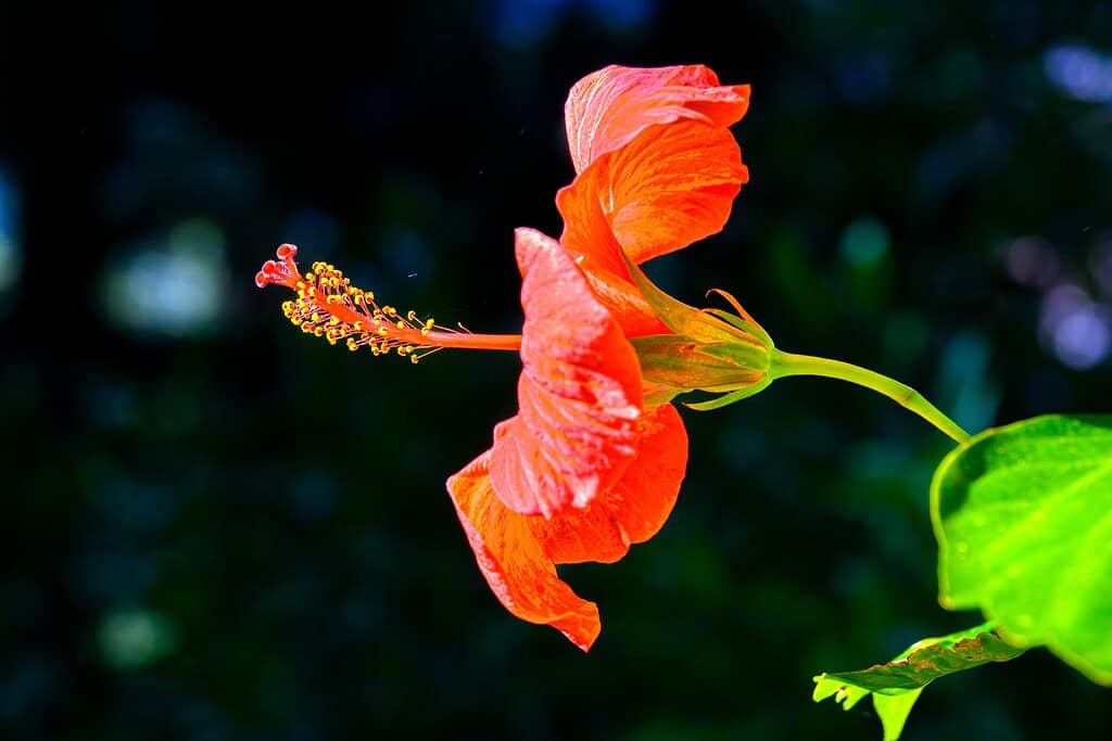 a vivid red-orange hibiscus flower (Hibiscus rosa-sinensis) in full bloom, captured in side profile against a dark, softly blurred background.