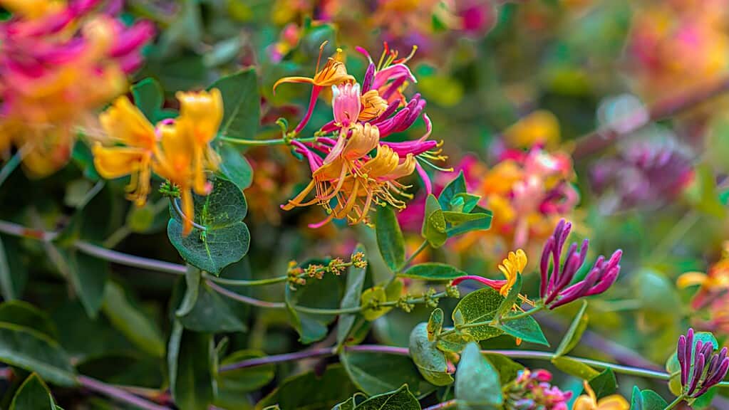 vibrant honeysuckle flowers in full bloom