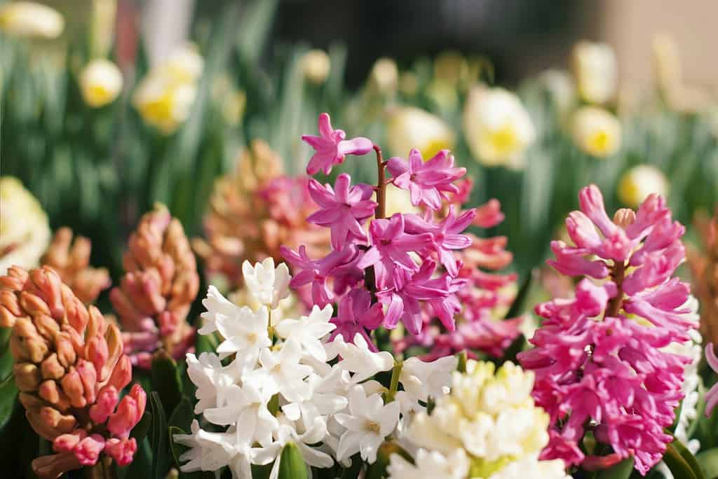 a vibrant spring flower bed filled with blooming hyacinths in various colors