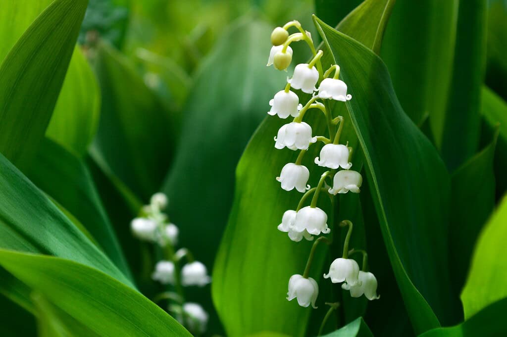 blooming Convallaria majalis (Lily of the Valley) flowers nestled among lush green foliage in a shaded woodland environment