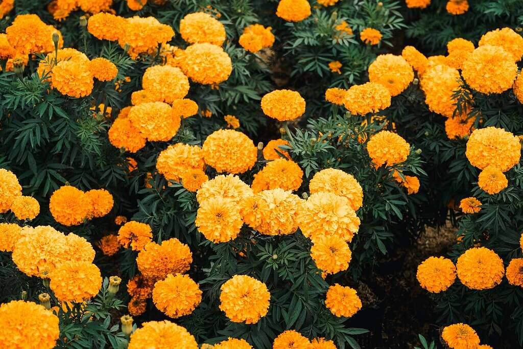a lush outdoor garden filled with vibrant orange and golden-yellow marigolds (Tagetes)