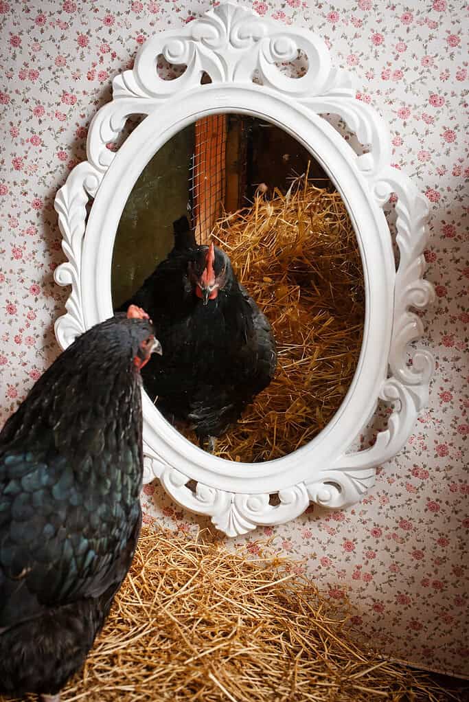 a black hen gazing at her reflection in an ornate vintage mirror mounted inside a chicken coop.