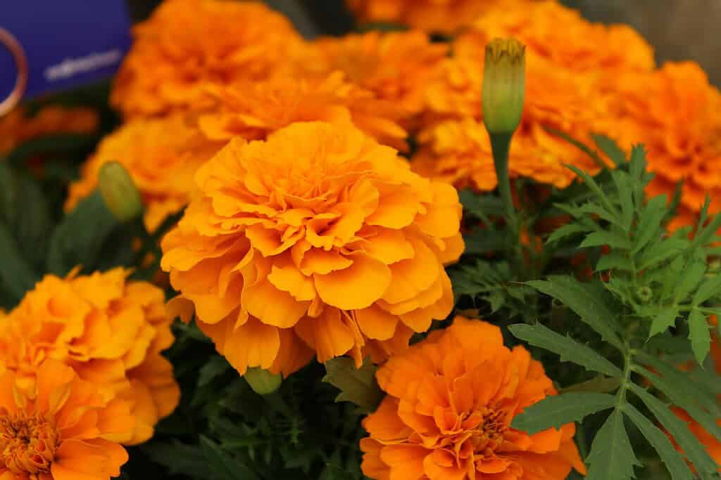 vibrant orange marigold flowers (Tagetes) in full bloom