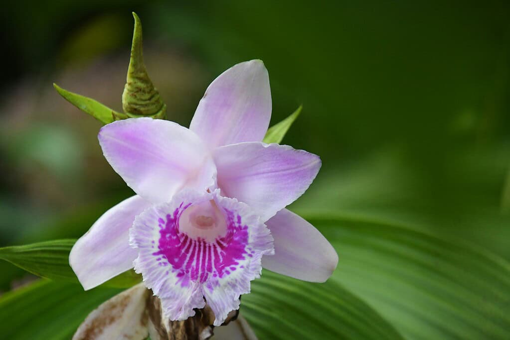 a blooming Bamboo Orchid (Arundina graminifolia) in a lush tropical environment.