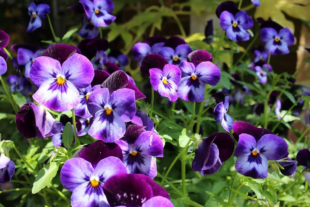 a vibrant cluster of blooming Viola tricolor (commonly known as Johnny Jump Ups or Wild Pansies) in a lush garden setting