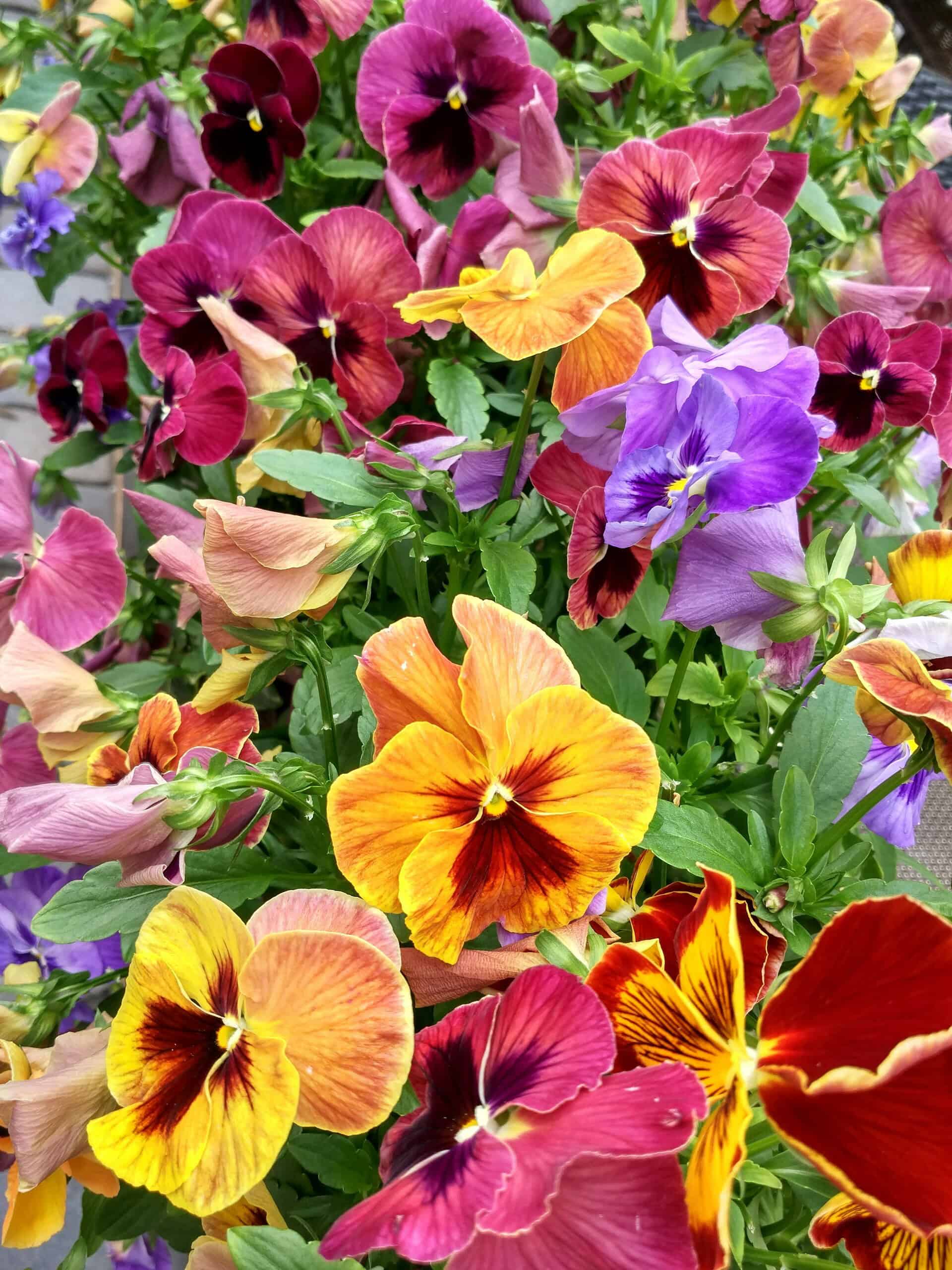 a vibrant cluster of multicolored pansies in full bloom