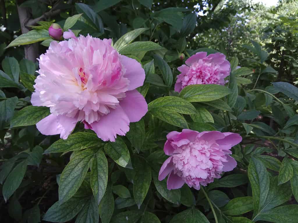 blooming pink peony flowers in a lush garden