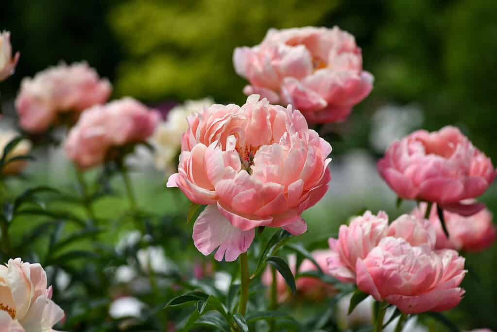 blooming pink peony flowers in a lush garden
