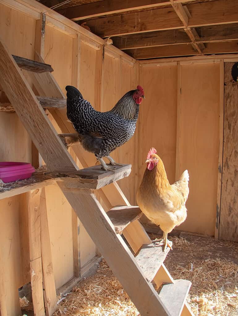 a wooden chicken coop featuring a slanted wooden roosting ladder and perches.