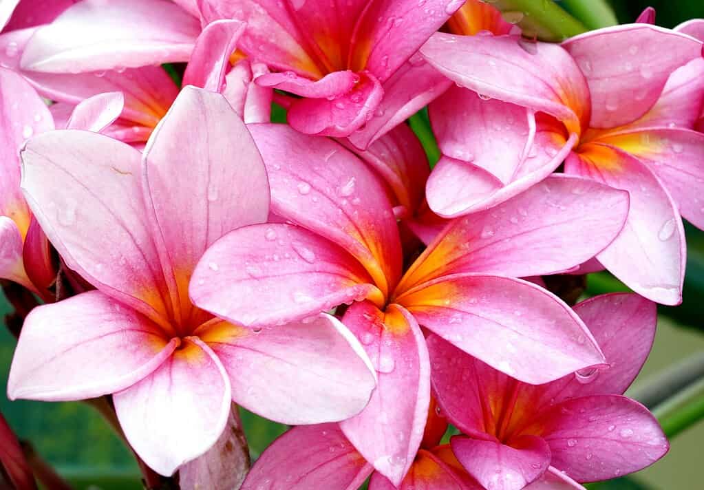 a dense cluster of vibrant pink plumeria (frangipani) flowers covered in fresh water droplets