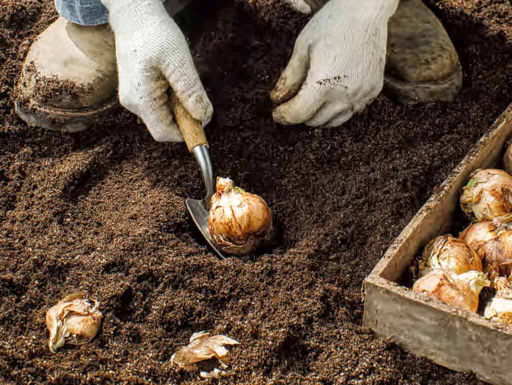 process of planting daffodil bulbs in rich, dark soil