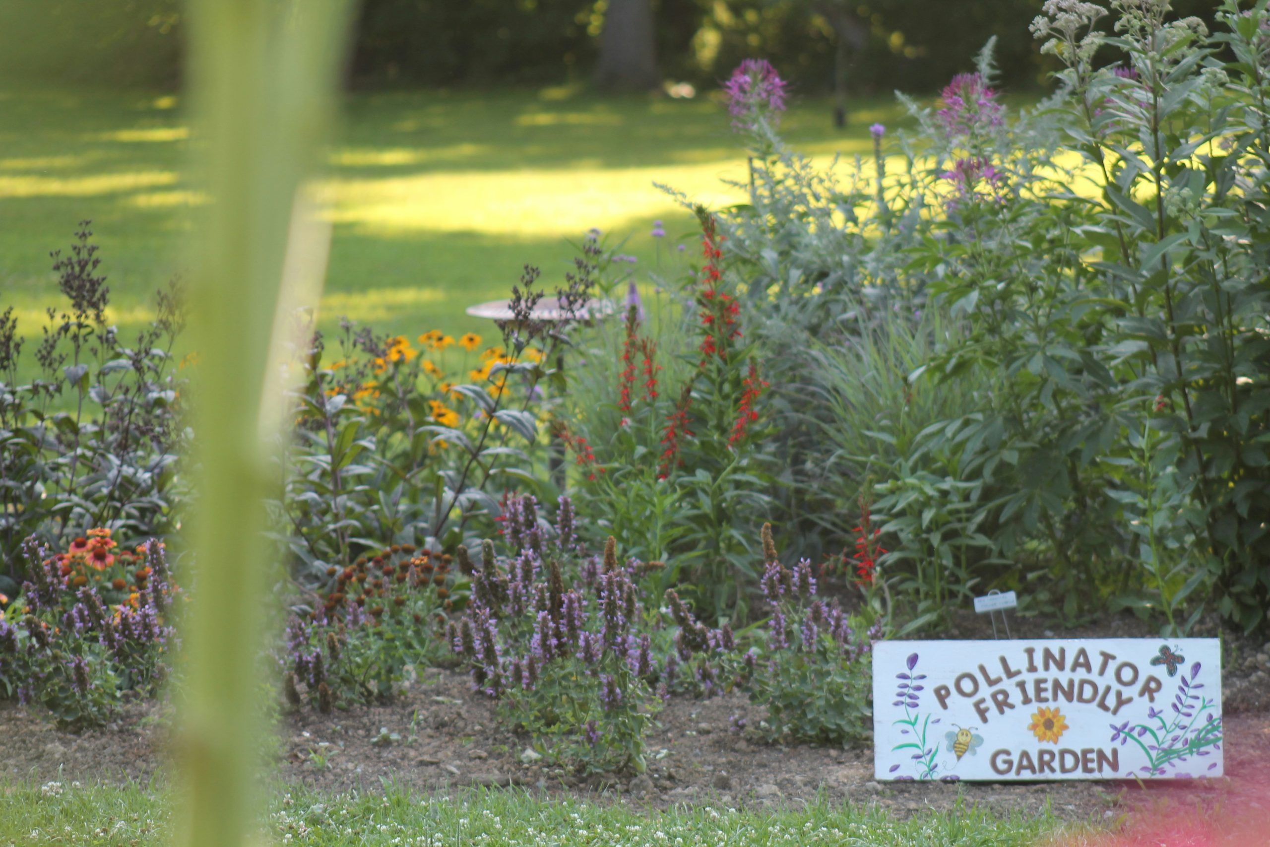 a colorful, thriving pollinator-friendly garden on a sunny afternoon.