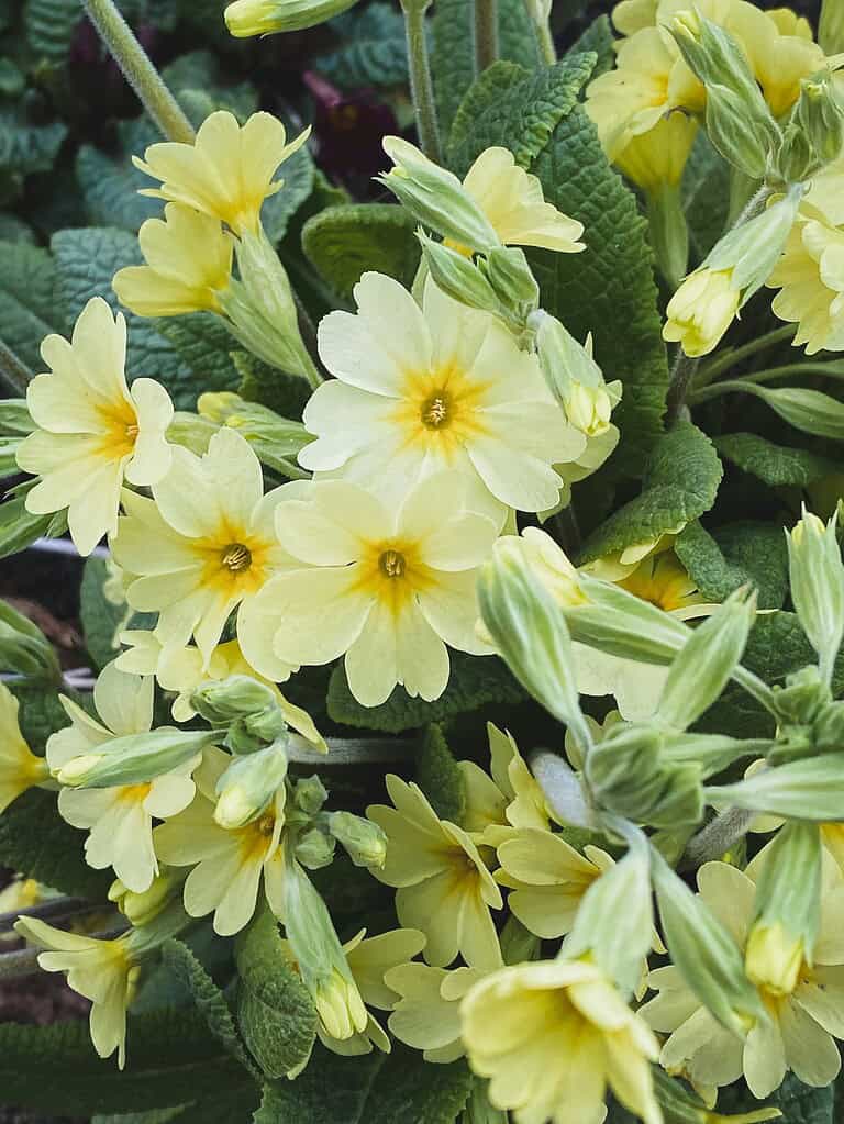 a lush cluster of pale yellow primroses (Primula vulgaris) in full spring bloom