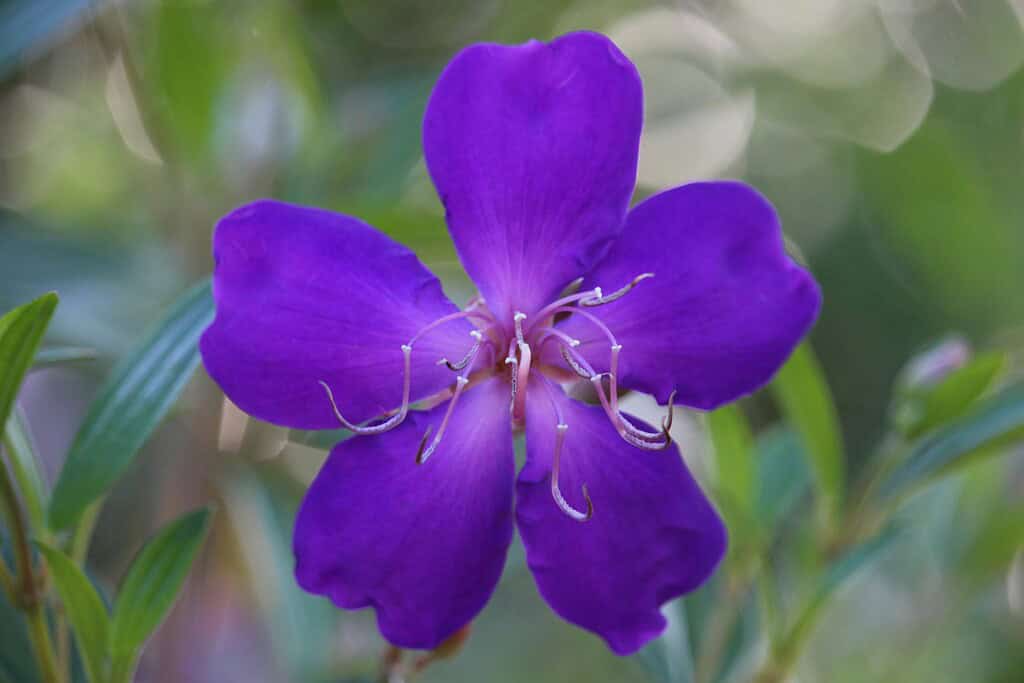 a vibrant Princess Flower (Tibouchina urvilleana) in full bloom