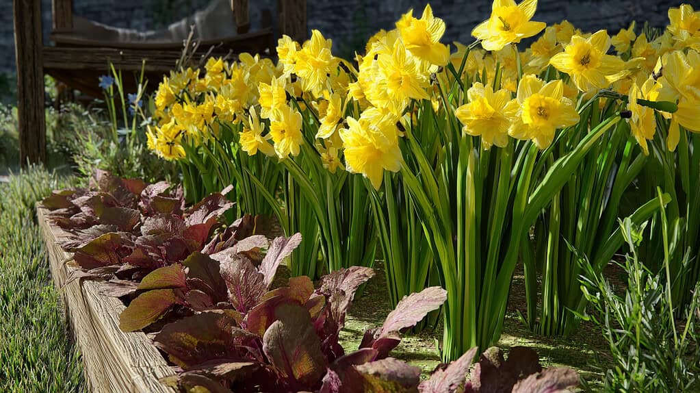 a raised wooden garden bed overflowing with blooming yellow daffodils (Narcissus) in bright spring sunlight