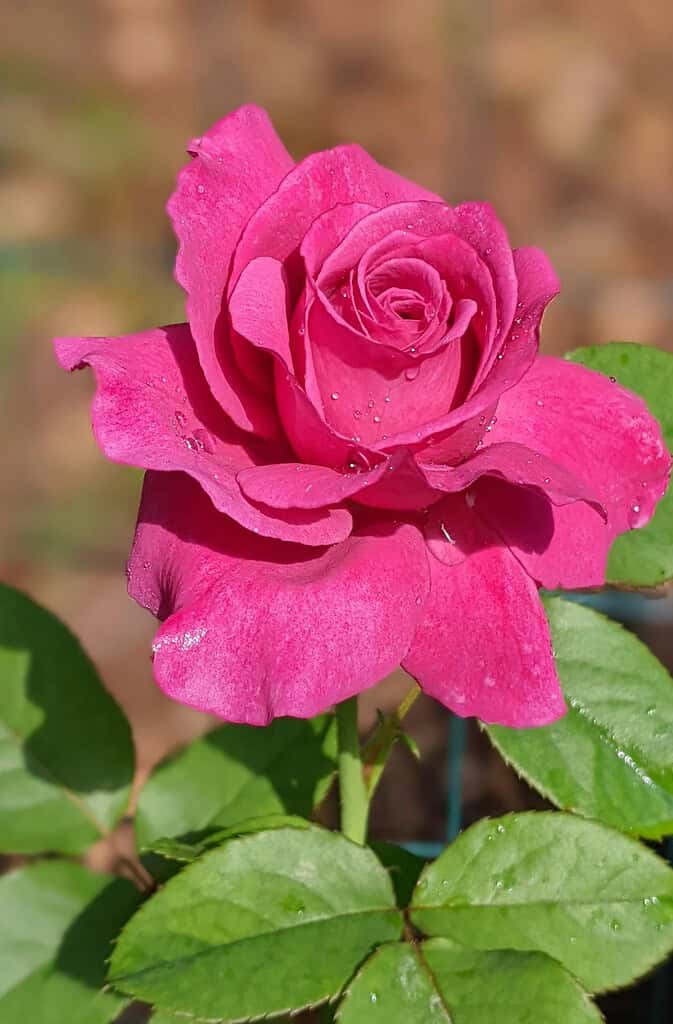 a single blooming deep pink rose in a sunlit garden setting