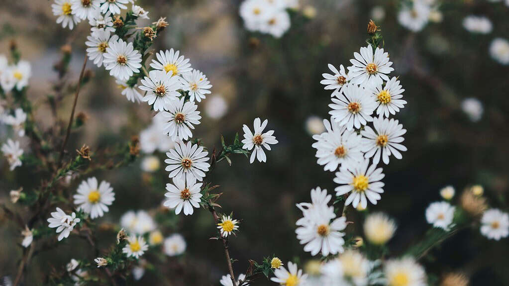 delicate white wildflowers, specifically resembling asters, blooming in a natural meadow environment