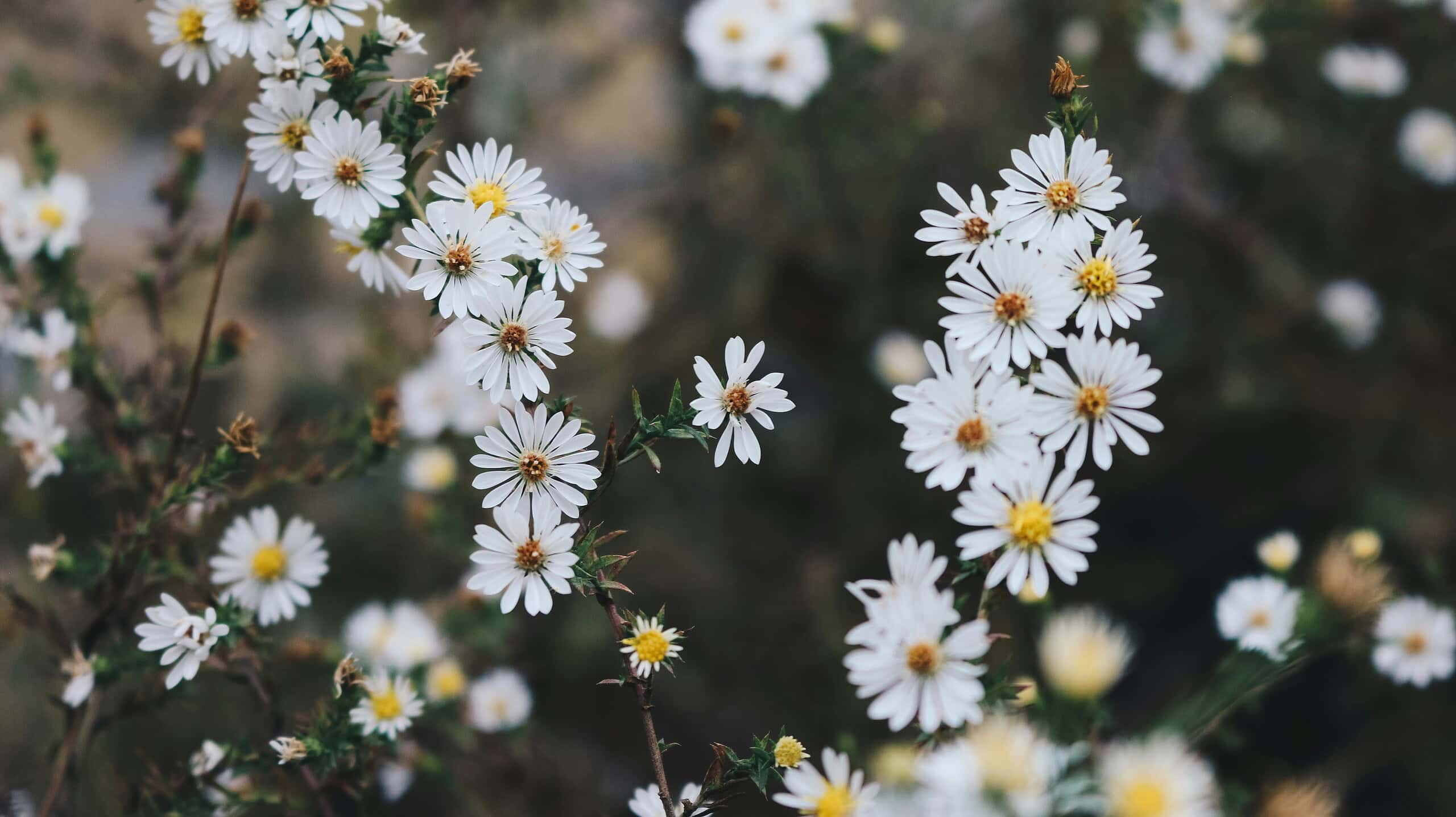 delicate white wildflowers, specifically resembling asters, blooming in a natural meadow environment