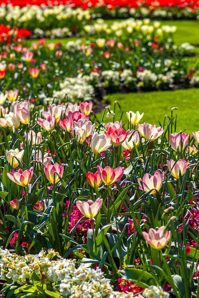 a vibrant garden in full bloom