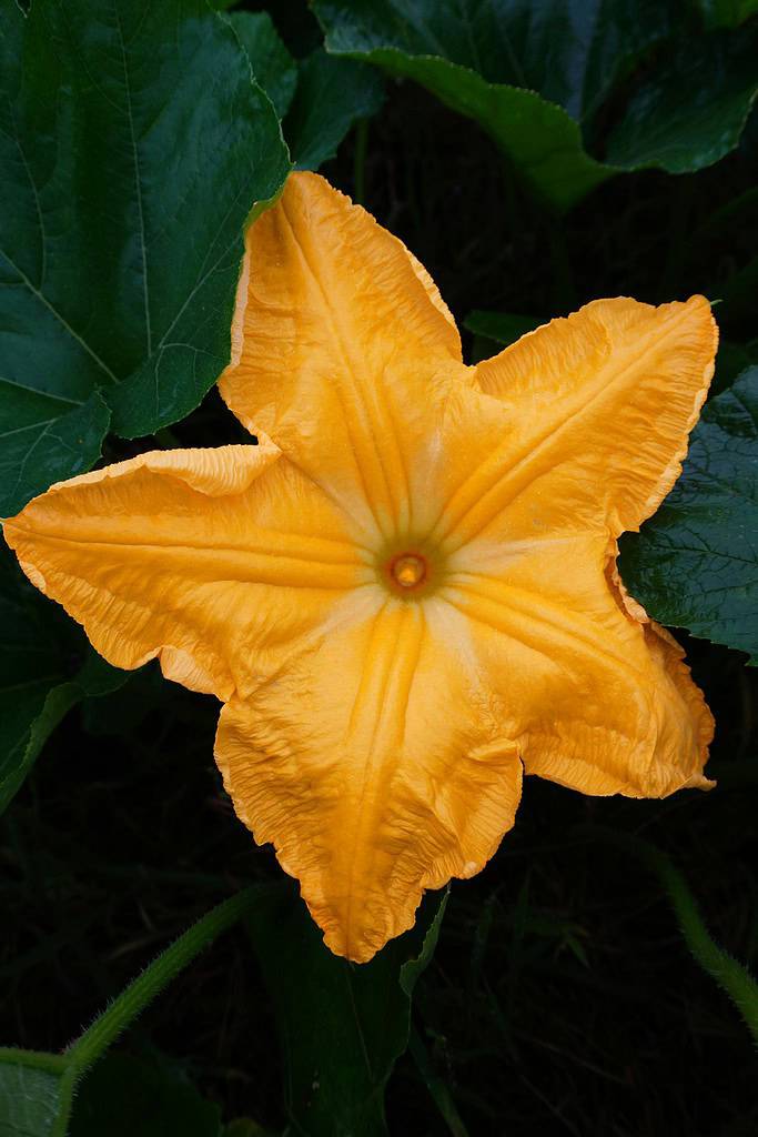 a fully open squash blossom (Cucurbita flower) in a lush garden setting.