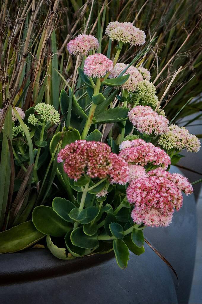 Potted Flowering Stonecrops
