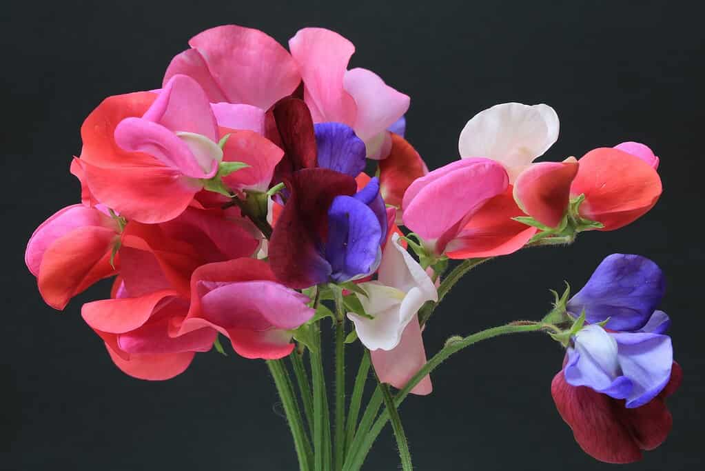 a vibrant bouquet of sweet pea flowers (Lathyrus odoratus) against a smooth, dark background.