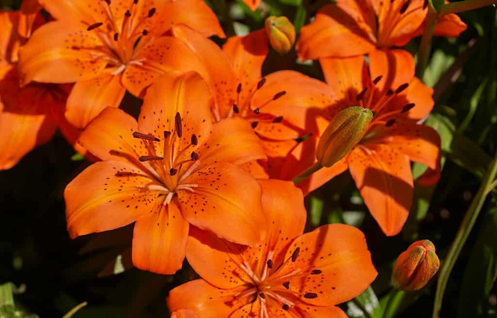 vibrant orange tiger lilies in full bloom, captured in a sunlit garden setting