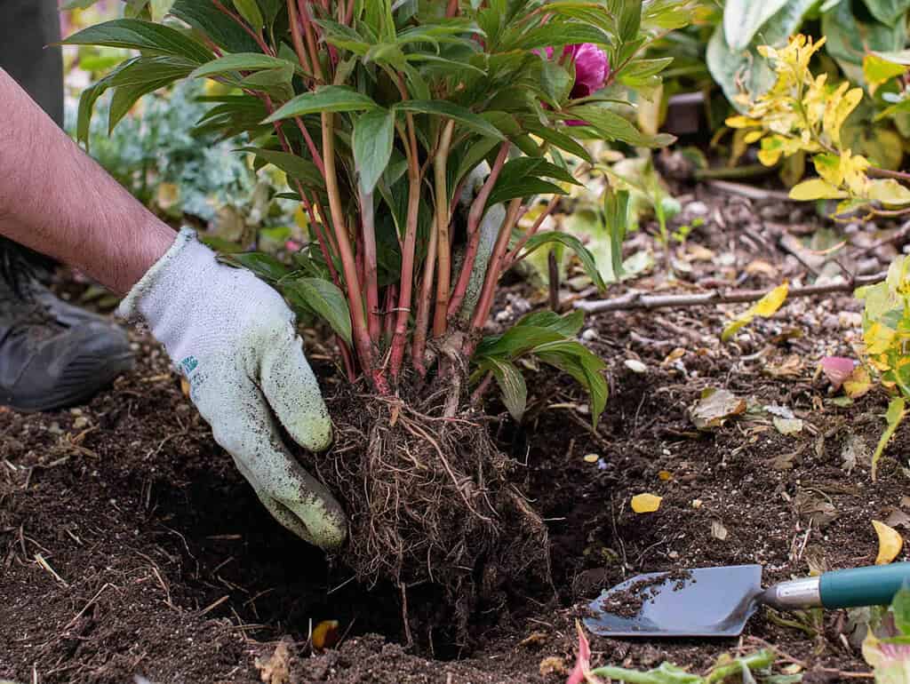 a gardener transplanting a peony plant in a natural garden setting