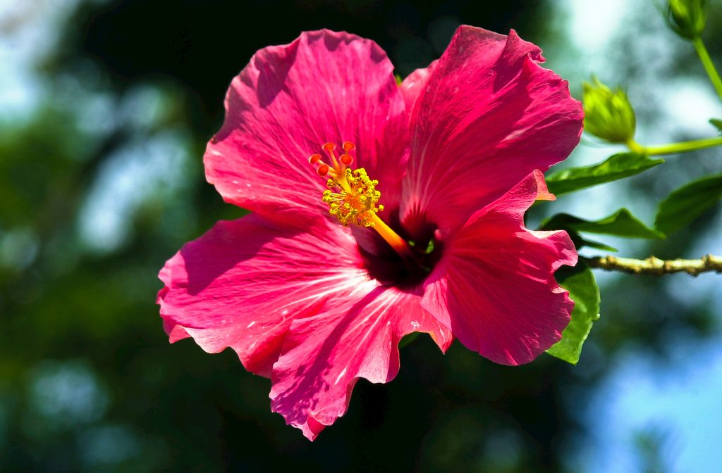a single vibrant red-pink hibiscus flower in full bloom, prominently displayed against a softly blurred natural background