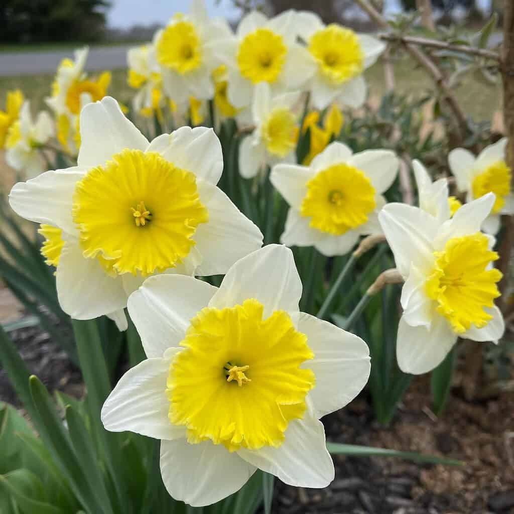 blooming trumpet daffodils (Narcissus) in a natural outdoor garden setting.